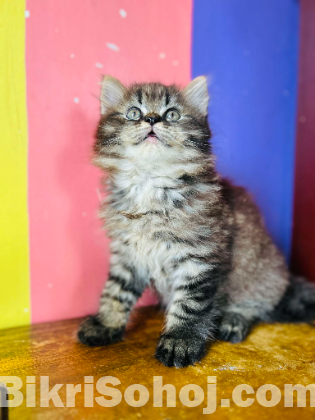 Pursian cat